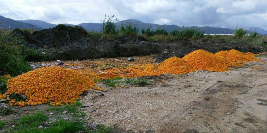 Mandarine, Foto: Duška Mušić/Ana Musa Mandarine, Foto: Duška Mušić/Ana Musa