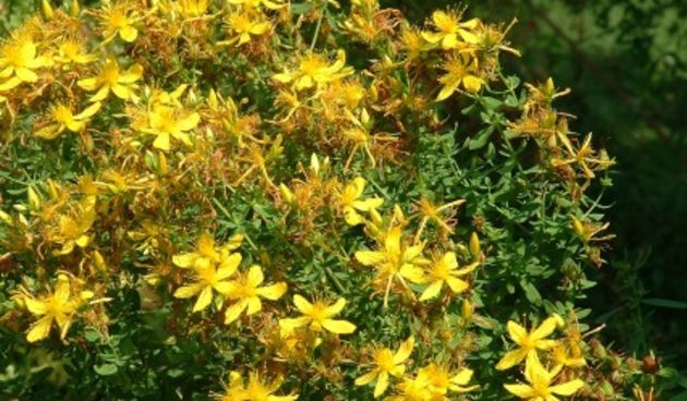 Gospina trava, kantarion, foto:cajeviza.com