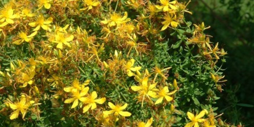 Gospina trava, kantarion, foto:cajeviza.com