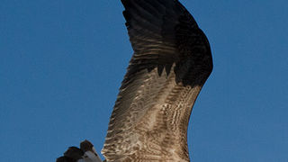 Jutarnja svađa galebova, foto: Leo Banić