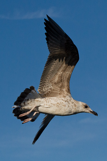Jutarnja svađa galebova, foto: Leo Banić