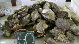 Image 1207687 (auto)