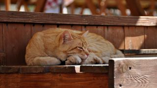 Mačja špica na zadarskoj pijaci