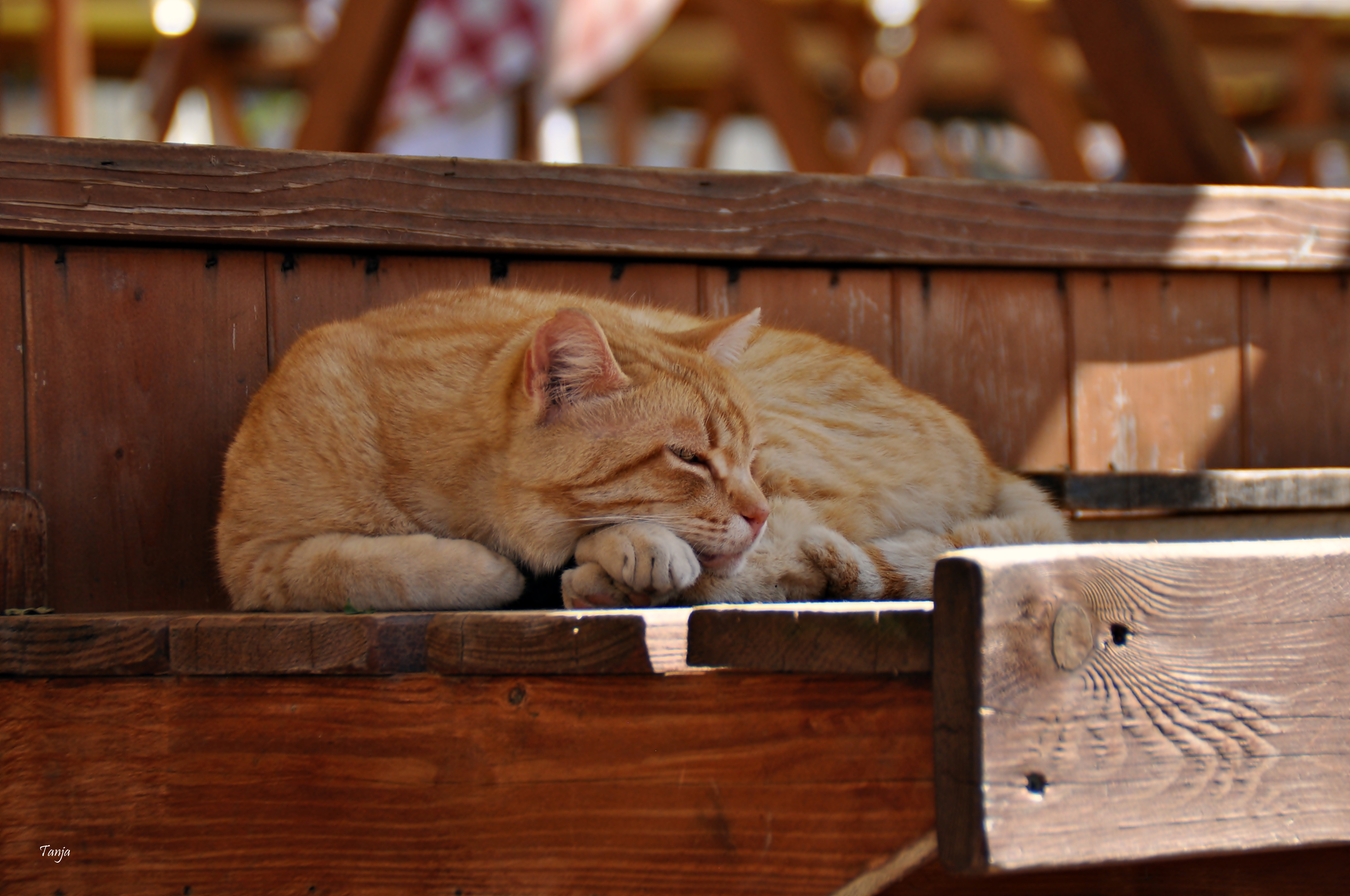 Mačja špica na zadarskoj pijaci