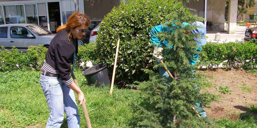 Eko Zadar, sađenje cedra