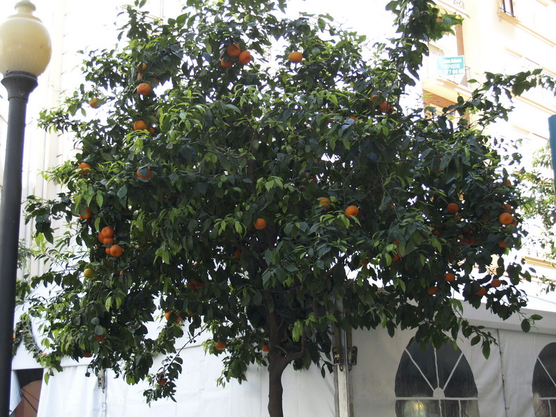 Zadrani u Valenciji Zadrani u Valenciji