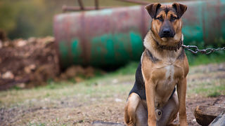 Farma “Dar-mar” (foto:Saša Čuka)