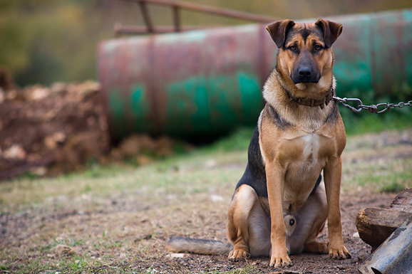 Farma “Dar-mar” (foto:Saša Čuka)