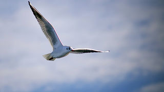 Zadarski galebovi (foto:Saša Čuka)