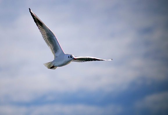 Zadarski galebovi (foto:Saša Čuka)