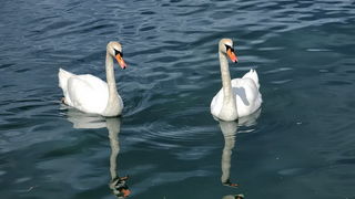 Labudovi u Bibinjama 12. svibnja 2013.  Foto: Roberto Lerga