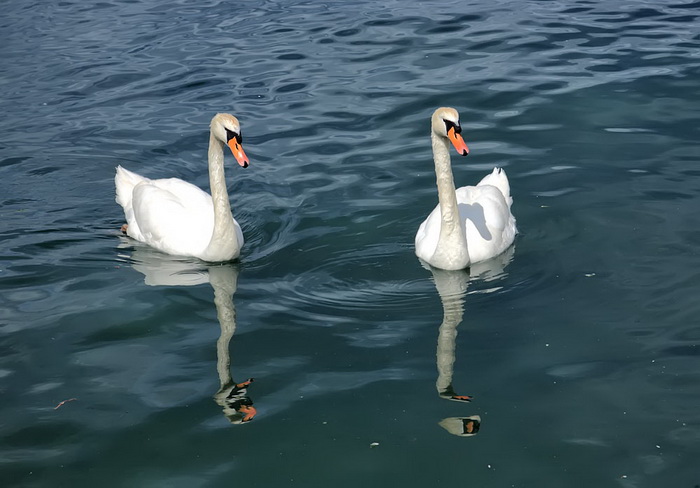 Labudovi u Bibinjama 12. svibnja 2013.  Foto: Roberto Lerga