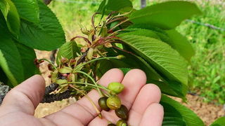 Mraz u Galovcu nanio ogromnu štetu poljoprivrednim kulturama a pogotovo voćkama i vinogradima. Foto: Silvio Marcus Milanko