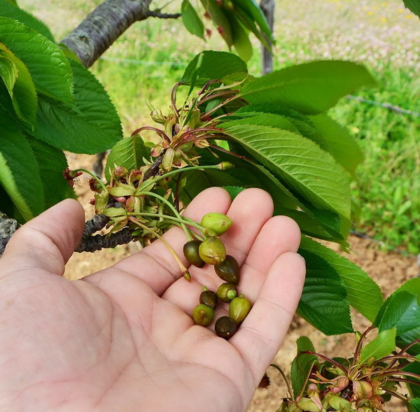 Mraz u Galovcu nanio ogromnu štetu poljoprivrednim kulturama a pogotovo voćkama i vinogradima. Foto: Silvio Marcus Milanko