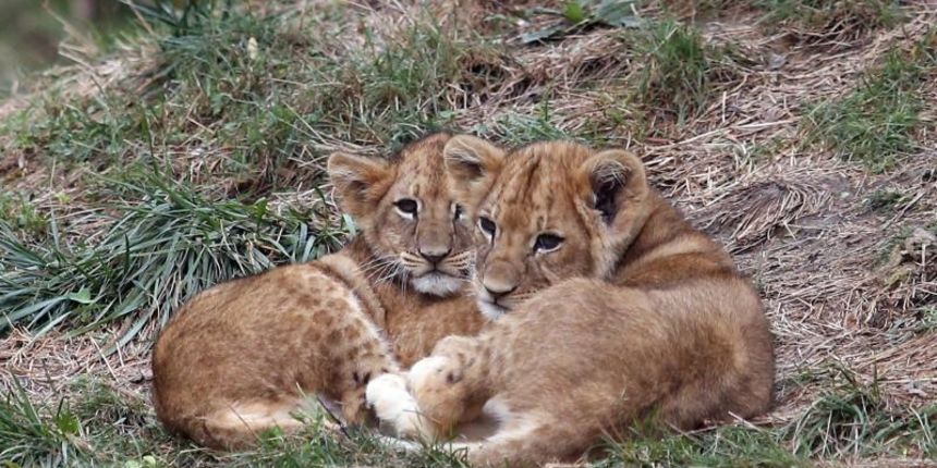 Novi stanovnici Zooloskog vrta, dva mala lavica, dobili su imena Tuma i Uzuri. Photo: Dalibor Urukalovic/PIXSELL