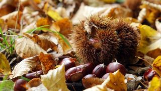 Pitomi kesten (Castanea sativa) jedan je od najprepoznatljivijih plodova jeseni. Photo: Borna Filić/PIXSELL Pitomi kesten (Castanea sativa) jedan je od najprepoznatljivijih plodova jeseni. Photo: Borna Filić/PIXSELL