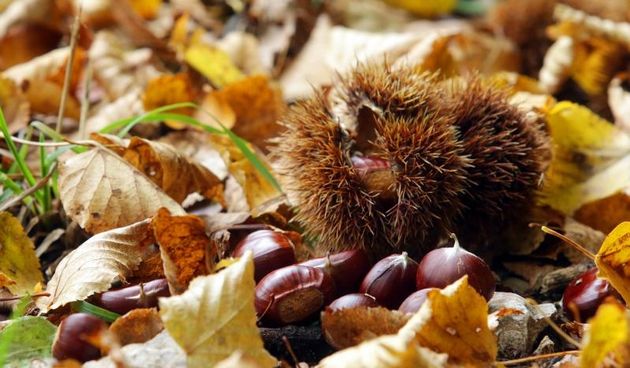 Pitomi kesten (Castanea sativa) jedan je od najprepoznatljivijih plodova jeseni.  Photo: Borna Filić/PIXSELL