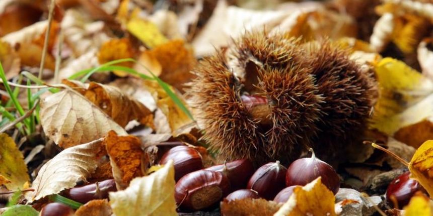 Pitomi kesten (Castanea sativa) jedan je od najprepoznatljivijih plodova jeseni.  Photo: Borna Filić/PIXSELL