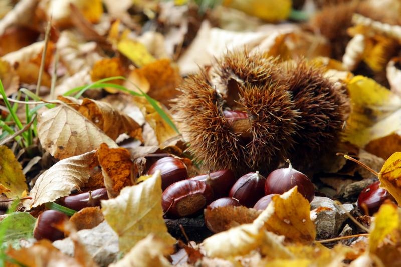 Pitomi kesten (Castanea sativa) jedan je od najprepoznatljivijih plodova jeseni. Photo: Borna Filić/PIXSELL Pitomi kesten (Castanea sativa) jedan je od najprepoznatljivijih plodova jeseni. Photo: Borna Filić/PIXSELL