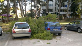 Sruseni bor u ulici Ante Starcevica