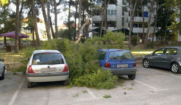 Sruseni bor u ulici Ante Starcevica