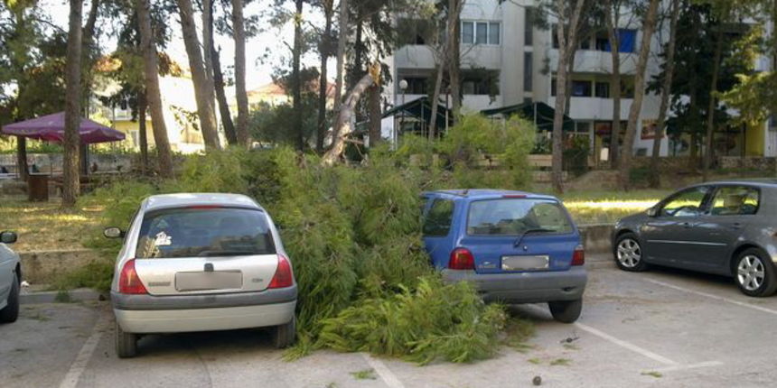 Sruseni bor u ulici Ante Starcevica