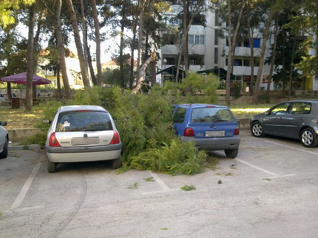Sruseni bor u ulici Ante Starcevica