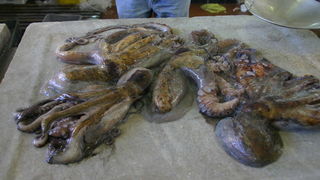 Image 1207657 (auto)