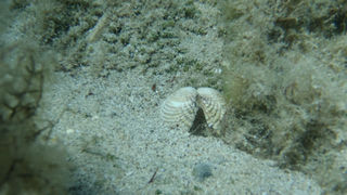 OLYMPUS DIGITAL CAMERA OLYMPUS DIGITAL CAMERA