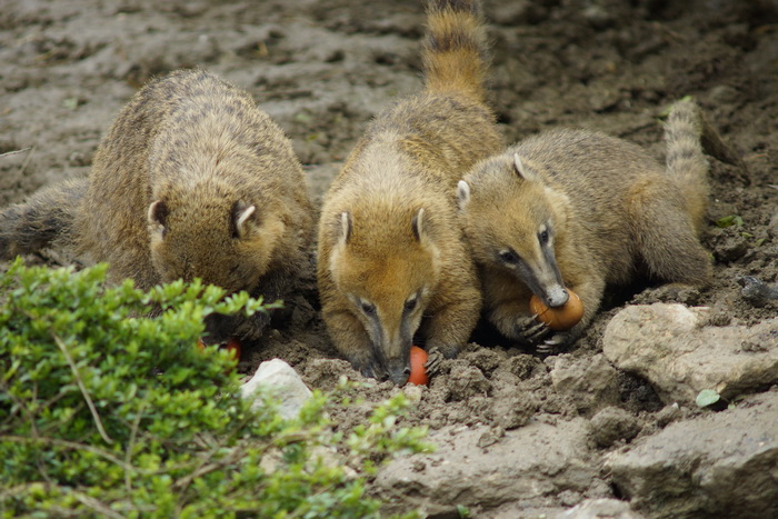 Zagreb, 080412.
U Zooloskom vrtu grada Zagreba neke od zivotinja tradicionalno su bile pocascene uskrsnim jajima. U sarenim pisanicama uzivali su lemuri, smedji kapucini, nosati rakuni, grivasti vukovi i ogrlicaste pekarije.
Na fotografiji: Nosati rakuni. Zagreb, 080412.
U Zooloskom vrtu grada Zagreba neke od zivotinja tradicionalno su bile pocascene uskrsnim jajima. U sarenim pisanicama uzivali su lemuri, smedji kapucini, nosati rakuni, grivasti vukovi i ogrlicaste pekarije.
Na fotografiji: Nosati rakuni.
