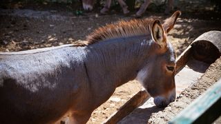 Zaton Obrovački: ZOO s egzotičnim i domaćim životinjama Zaton Obrovački: ZOO s egzotičnim i domaćim životinjama