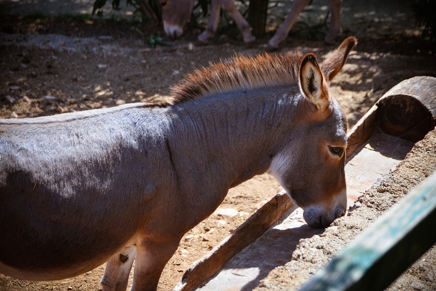 Zaton Obrovački: ZOO s egzotičnim i domaćim životinjama Zaton Obrovački: ZOO s egzotičnim i domaćim životinjama