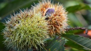 Pitomi kesten (Castanea sativa) jedan je od najprepoznatljivijih plodova jeseni. Photo: Borna Filić/PIXSELL Pitomi kesten (Castanea sativa) jedan je od najprepoznatljivijih plodova jeseni. Photo: Borna Filić/PIXSELL