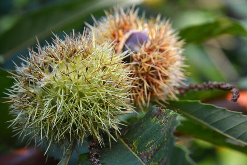 Pitomi kesten (Castanea sativa) jedan je od najprepoznatljivijih plodova jeseni. Photo: Borna Filić/PIXSELL Pitomi kesten (Castanea sativa) jedan je od najprepoznatljivijih plodova jeseni. Photo: Borna Filić/PIXSELL
