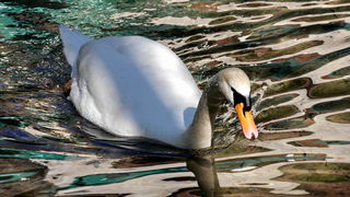 Nedjeljni izlet u Nacionalni park Krka Nedjeljni izlet u Nacionalni park Krka