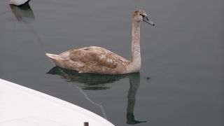 Labud u Posedarju (Foto: Josip Prskalo)