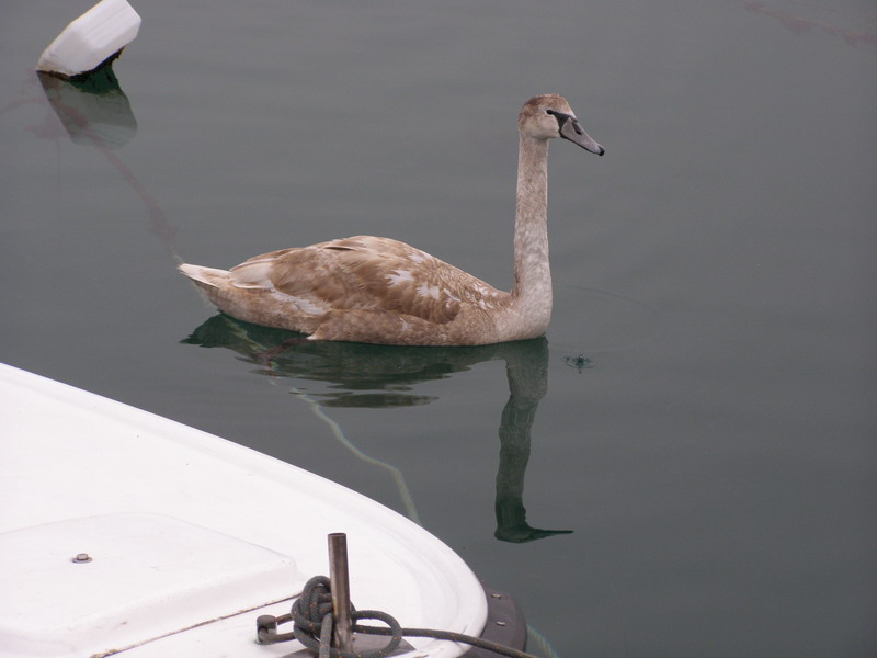 Labud u Posedarju (Foto: Josip Prskalo)