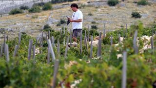 Primošten. Počela berba grožđa od kojeg se pravi svjetski poznato vino Babić. Photo: Duško Jaramaz/PIXSELL Primošten. Počela berba grožđa od kojeg se pravi svjetski poznato vino Babić. Photo: Duško Jaramaz/PIXSELL