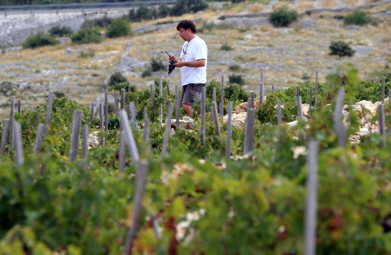 Primošten. Počela berba grožđa od kojeg se pravi svjetski poznato vino Babić. Photo: Duško Jaramaz/PIXSELL Primošten. Počela berba grožđa od kojeg se pravi svjetski poznato vino Babić. Photo: Duško Jaramaz/PIXSELL
