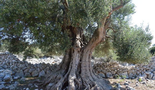 Tisućljetne lunjske masline postale vrhunski turistički proizvod