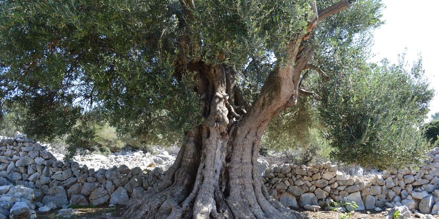 Tisućljetne lunjske masline postale vrhunski turistički proizvod
