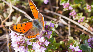 Priroda, cvijece, livada, sparoge, foto: Leo Banic