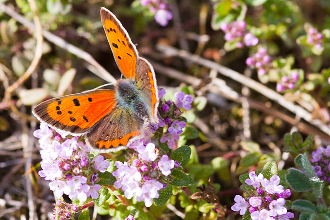 Priroda, cvijece, livada, sparoge, foto: Leo Banic