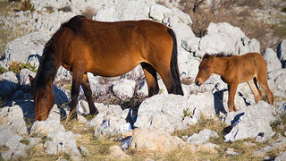 Đir do Libinja 9. travnja 2012. (foto:Saša Čuka) Đir do Libinja 9. travnja 2012. (foto:Saša Čuka)