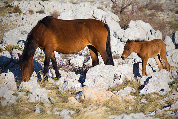 Đir do Libinja 9. travnja 2012. (foto:Saša Čuka) Đir do Libinja 9. travnja 2012. (foto:Saša Čuka)