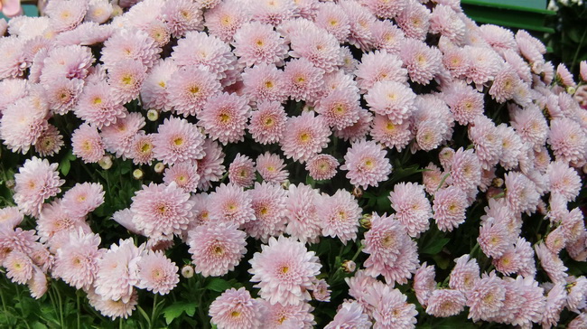 Gradska trznica uoci dana mrtvih, Foto: Mia Knezevic