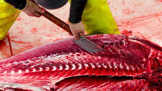 Zadar, 020112.
Tvrtka Kali Tuna bavi se izlovom i uzgojem tuna vec dugi niz godina.
Nakon uzgojnog ciklusa koji traje 30. mjesci slijedi izlov Tuna. Djelatnici Kali tune vrse izlov te ih prebacuju na drugi brod tvrtke iz Japana na kojem se vrsi daljnje pr Zadar, 020112.
Tvrtka Kali Tuna bavi se izlovom i uzgojem tuna vec dugi niz godina.
Nakon uzgojnog ciklusa koji traje 30. mjesci slijedi izlov Tuna. Djelatnici Kali tune vrse izlov te ih prebacuju na drugi brod tvrtke iz Japana na kojem se vrsi daljnje pr