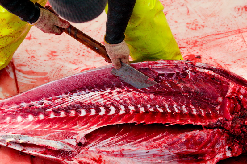 Zadar, 020112.
Tvrtka Kali Tuna bavi se izlovom i uzgojem tuna vec dugi niz godina.
Nakon uzgojnog ciklusa koji traje 30. mjesci slijedi izlov Tuna. Djelatnici Kali tune vrse izlov te ih prebacuju na drugi brod tvrtke iz Japana na kojem se vrsi daljnje pr Zadar, 020112.
Tvrtka Kali Tuna bavi se izlovom i uzgojem tuna vec dugi niz godina.
Nakon uzgojnog ciklusa koji traje 30. mjesci slijedi izlov Tuna. Djelatnici Kali tune vrse izlov te ih prebacuju na drugi brod tvrtke iz Japana na kojem se vrsi daljnje pr