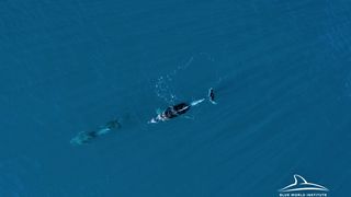 Pogledajte kako tri ženke dupina – Kiko, Sean i Andrea – love ribu kod otoka Orude Pogledajte kako tri ženke dupina – Kiko, Sean i Andrea – love ribu kod otoka Orude