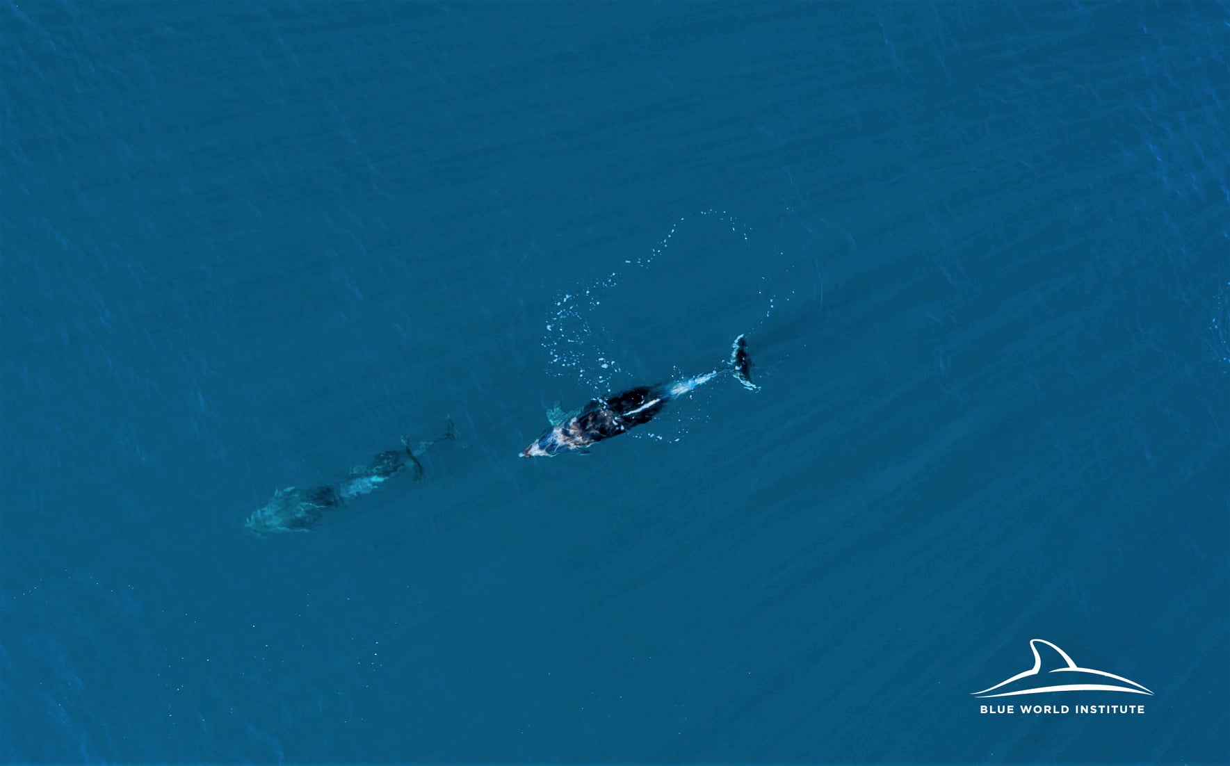 Pogledajte kako tri ženke dupina – Kiko, Sean i Andrea – love ribu kod otoka Orude Pogledajte kako tri ženke dupina – Kiko, Sean i Andrea – love ribu kod otoka Orude